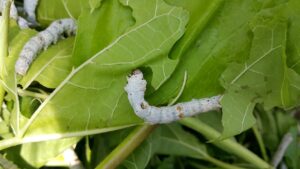mulberry pests